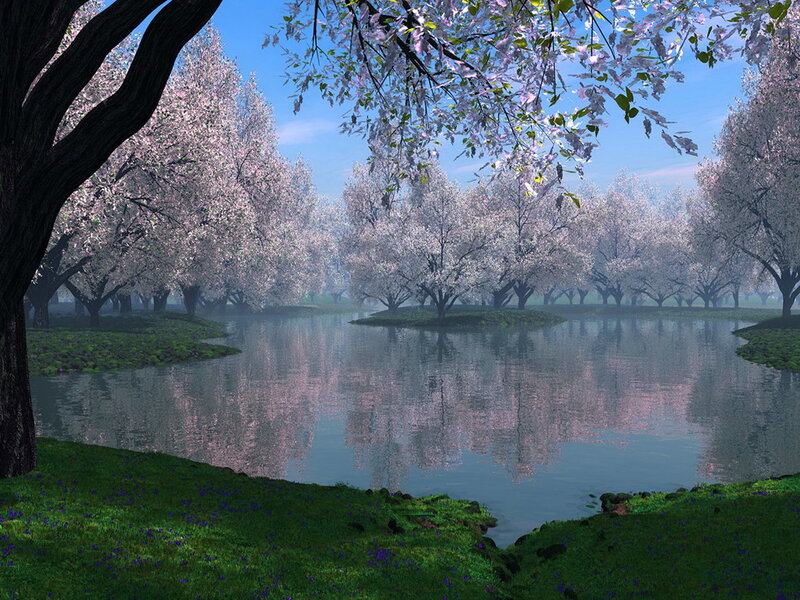 Cherry Blossom Trees — Green, Serene, Spring, 3d Render