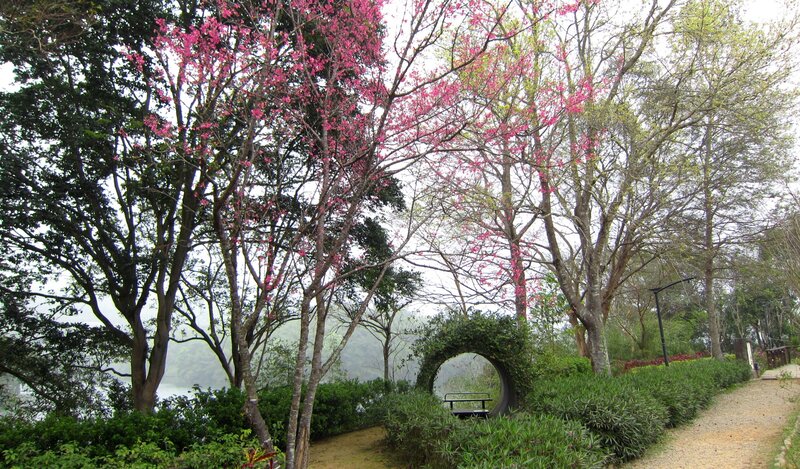 Cherry Blossom Trees — Green, Serene, Spring, Photograph, Bench, Path