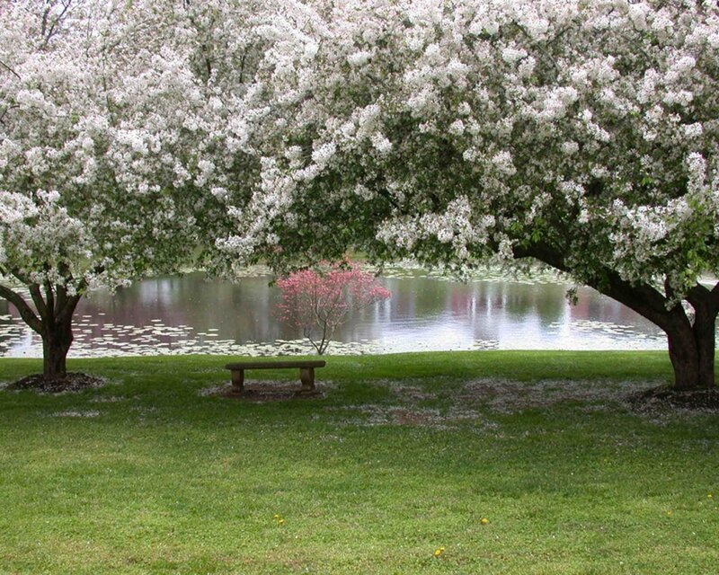 Cherry Blossom Trees — Green, Serene, Spring, Photograph, Bench, Pond, Lily Pads
