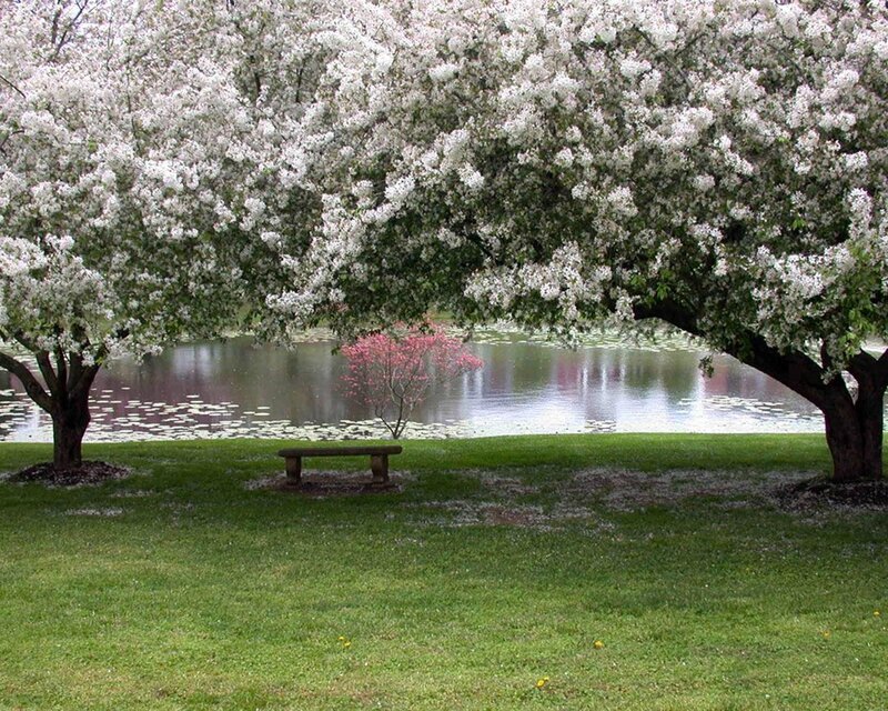 Cherry Blossom Trees — Green, Serene, Spring, Photograph, Bench