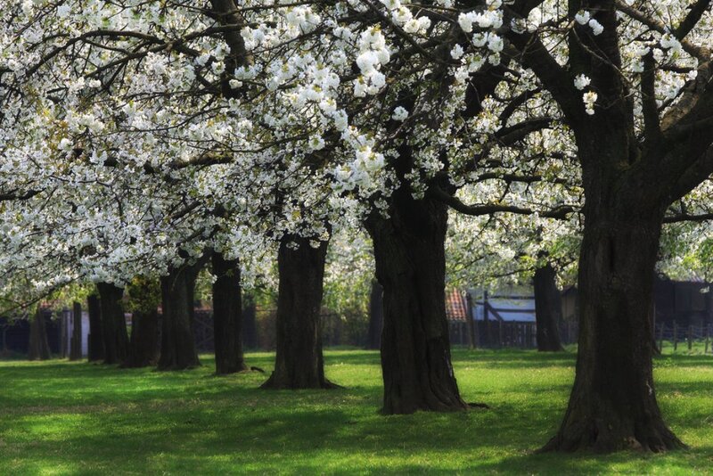 Cherry Blossom Trees — Green, Serene, Spring, Photograph, Grass, Building