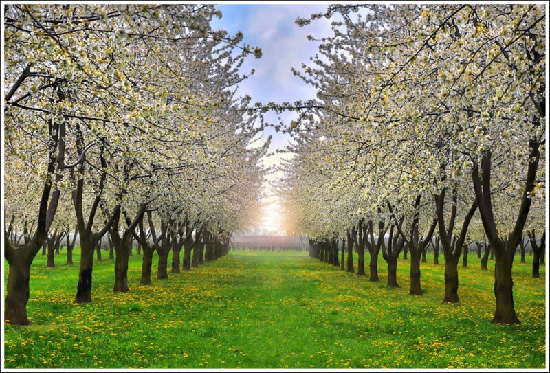 Cherry Blossom Trees — Green, Serene, Spring, Photograph, Grass, Flowers