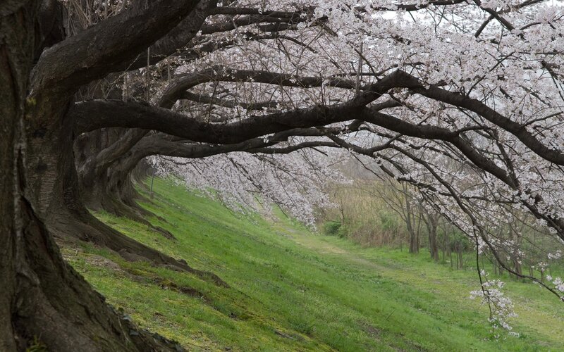 Cherry Blossom Trees — Green, Serene, Spring, Photograph, Grass, Flowers, White, Brown