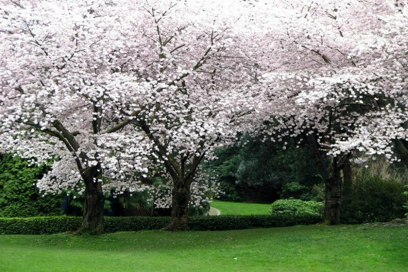 Cherry Blossom Trees — Green, Serene, Spring, Photograph, Grass, Hedge