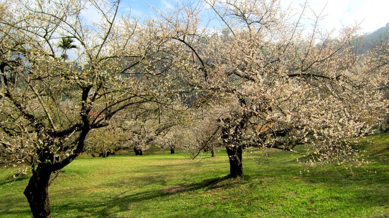 Cherry Blossom Trees — Green, Serene, Spring, Photograph, Grass, Mountain