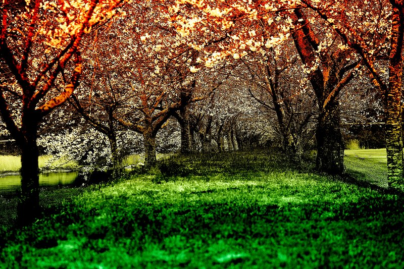 Cherry Blossom Trees — Green, Serene, Spring, Photograph, Grass, Pond
