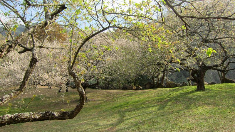 Cherry Blossom Trees — Green, Serene, Spring, Photograph, Grass, Rocks