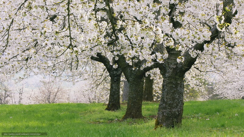 Cherry Blossom Trees — Green, Serene, Spring, Photograph, Grass, Sky