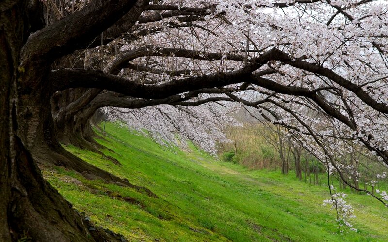 Cherry Blossom Trees — Green, Serene, Spring, Photograph, Grass
