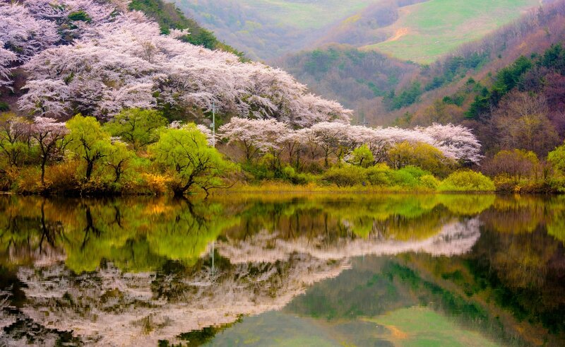 Cherry Blossom Trees — Green, Serene, Spring, Photograph, Lake