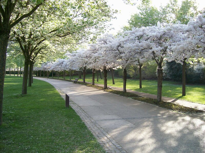 Cherry Blossom Trees — Green, Serene, Spring, Photograph, Path, Bench