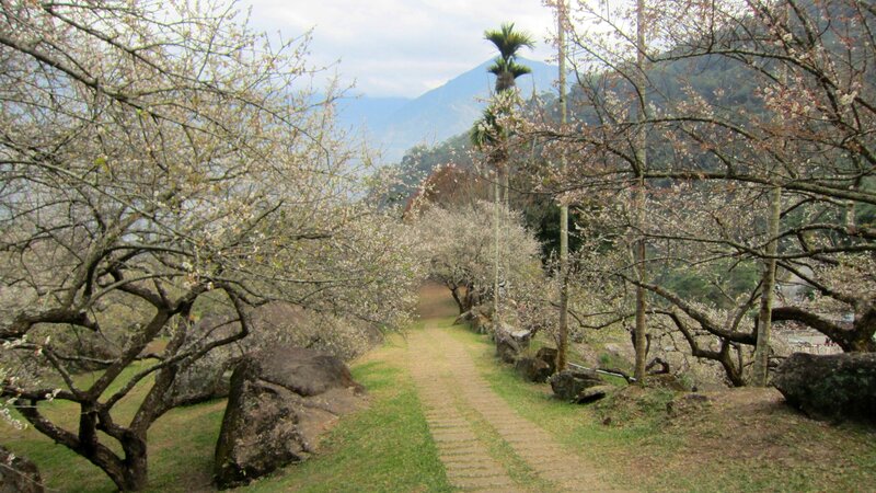 Cherry Blossom Trees — Green, Serene, Spring, Photograph, Path