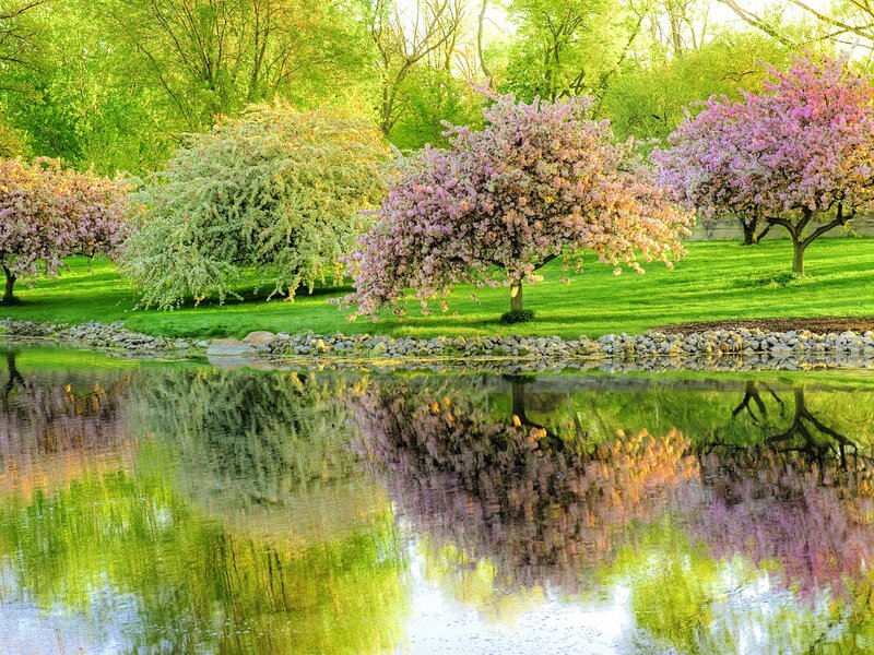 Cherry Blossom Trees — Green, Serene, Spring, Photograph, Pond, Grass