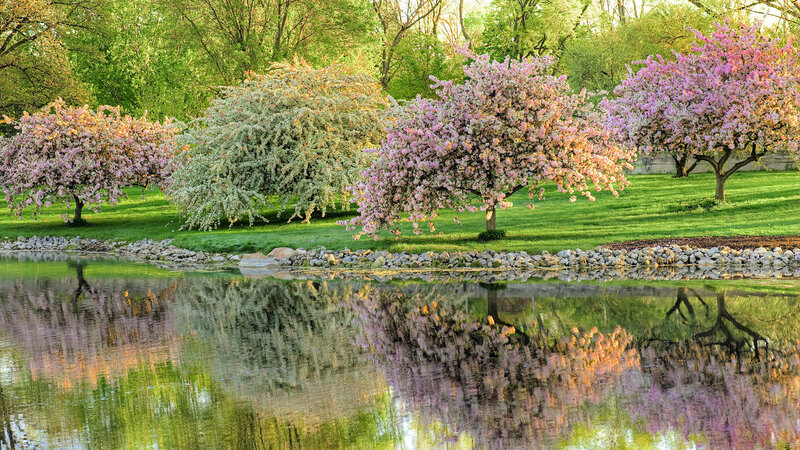 Cherry Blossom Trees — Green, Serene, Spring, Photograph, Pond