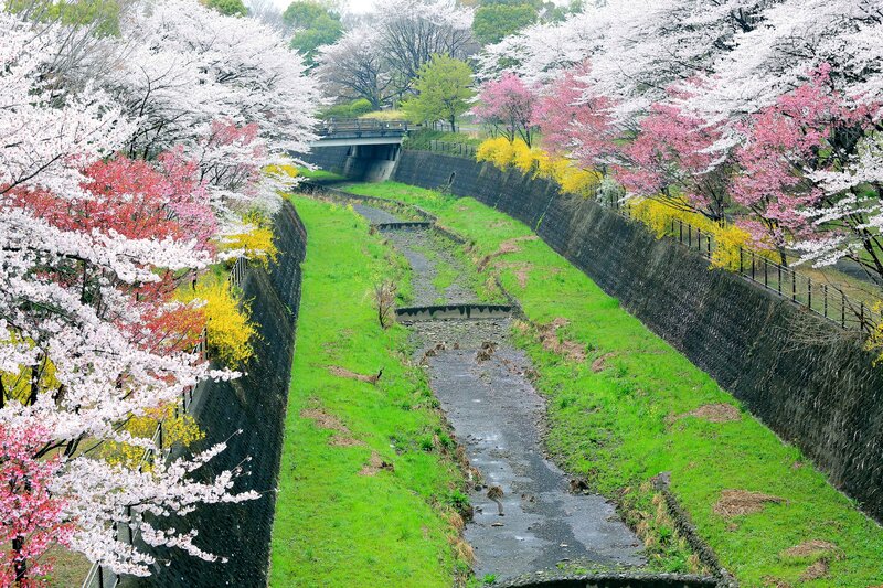 Cherry Blossom Trees — Green, Serene, Spring, Photograph, River