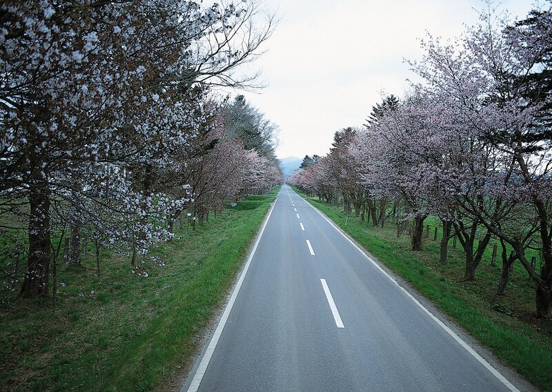 Cherry Blossom Trees — Green, Serene, Spring, Photograph, Road