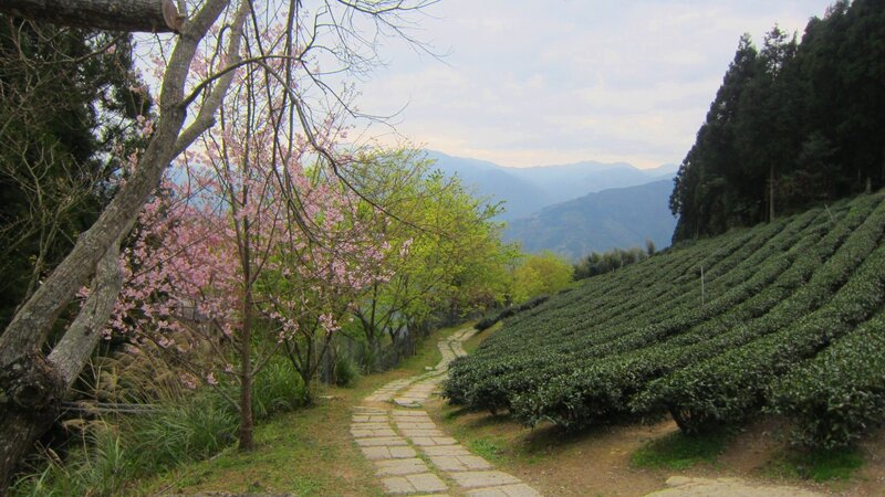Cherry Blossom Trees — Green, Serene, Spring, Photograph, Tea Fields