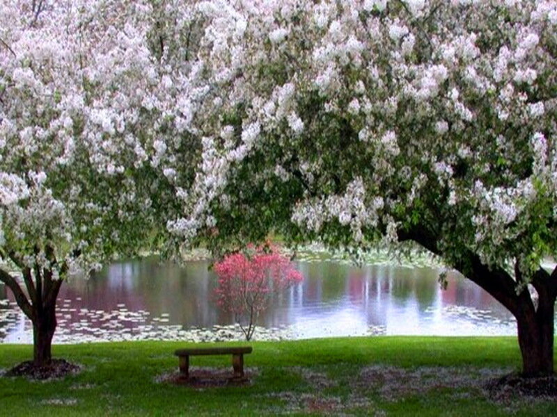 Cherry Blossom Trees — Green, Serene, Spring, Photograph