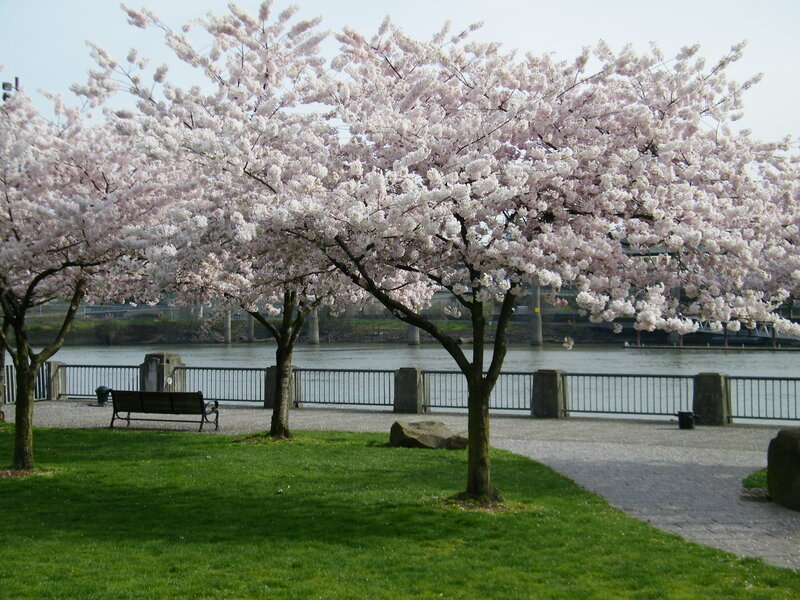 Cherry Blossom Trees — Green, Serene, Spring