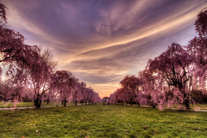 Cherry Blossom Trees — Green, Serene, Sunset, Photograph