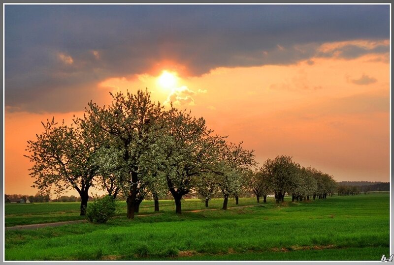 Cherry Blossom Trees — Green, Serene, Sunset