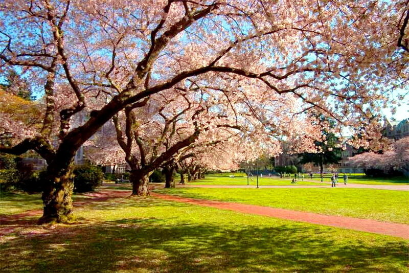 Cherry Blossom Trees — Green, Serene