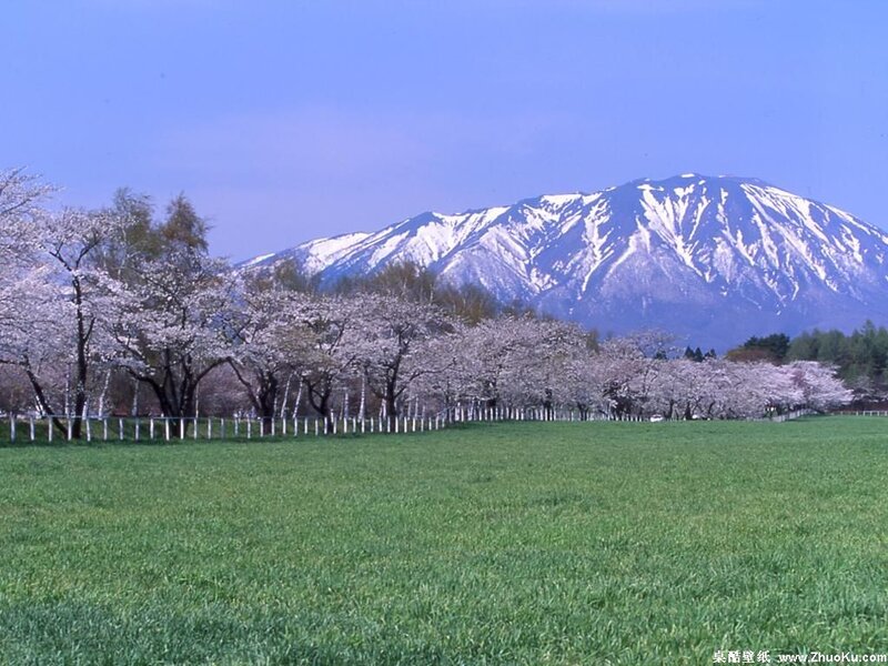 Cherry Blossom Trees — Green
