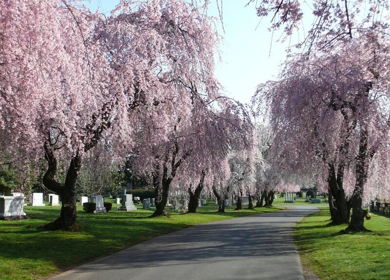 Cherry blossom trees in a cemetery