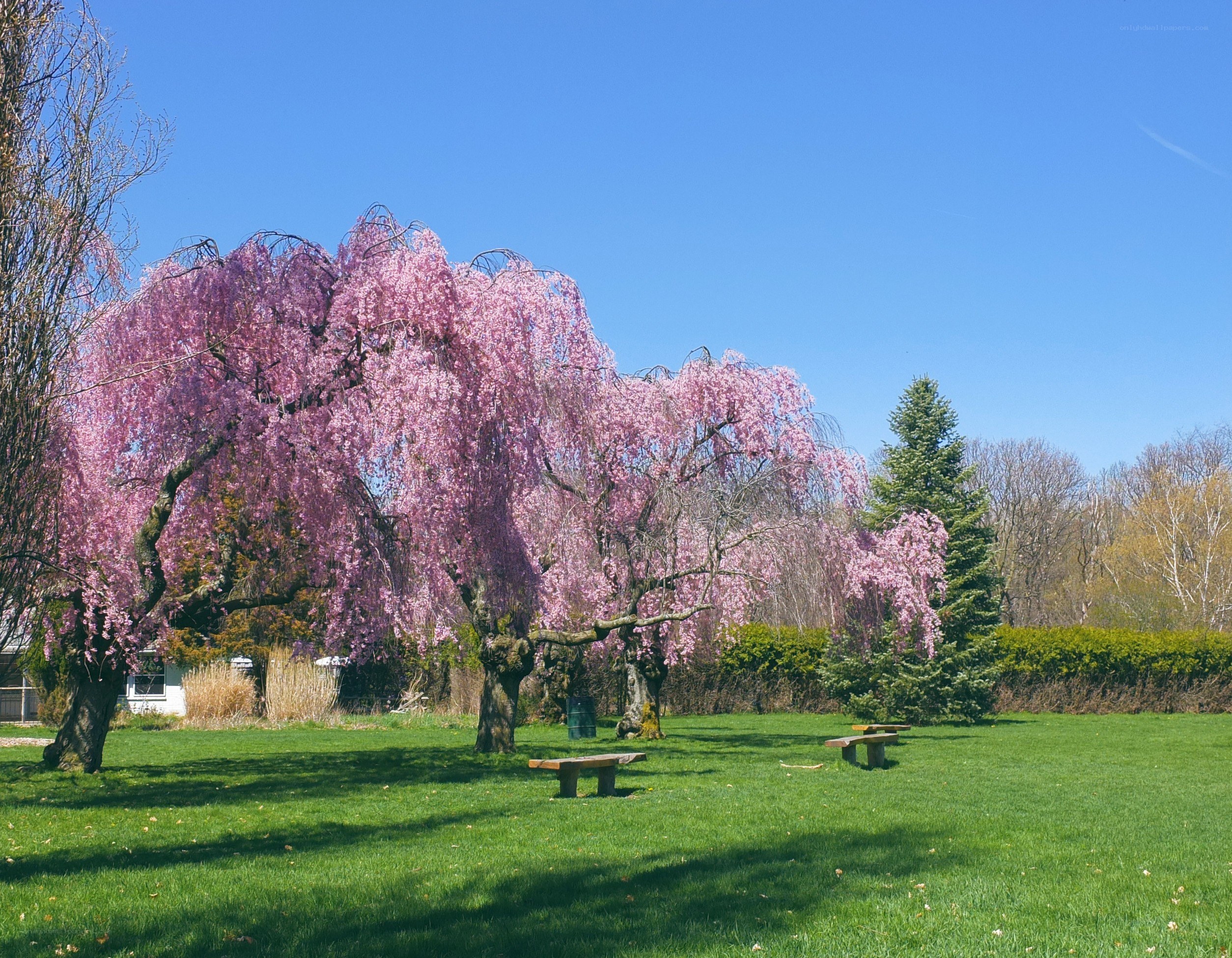 Cherry blossom trees in a park