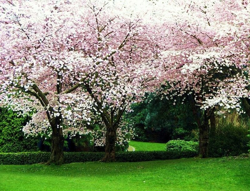 Cherry blossom trees in bloom
