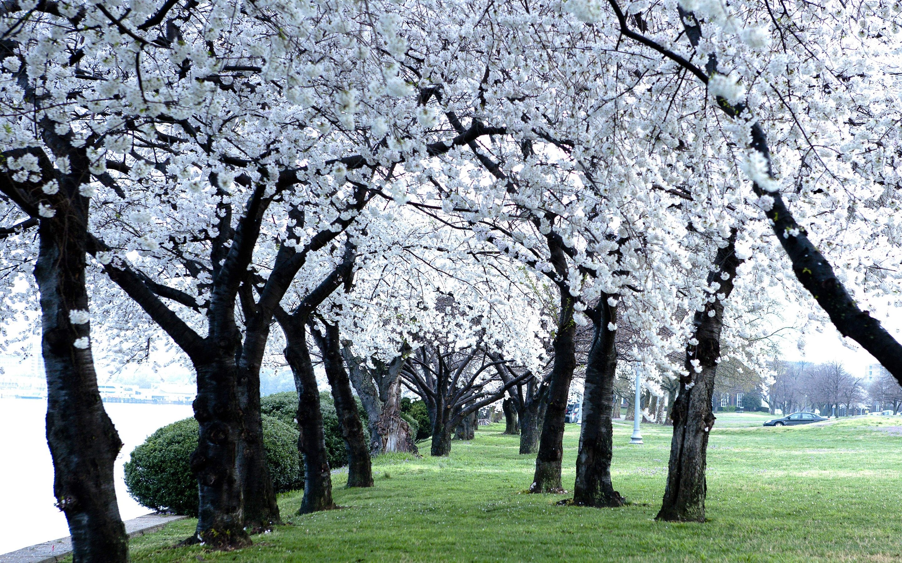 Cherry blossom trees in bloom