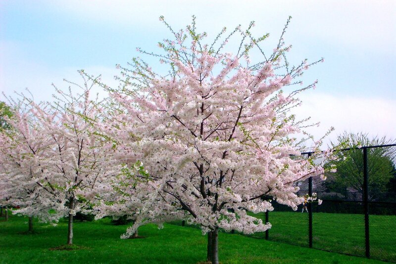 Cherry blossom trees in bloom