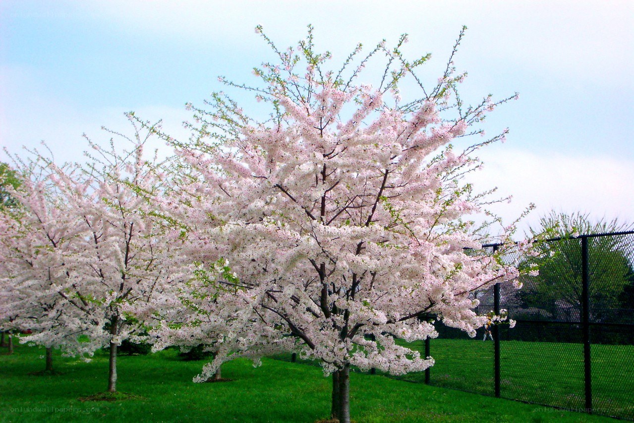 Cherry blossom trees in bloom