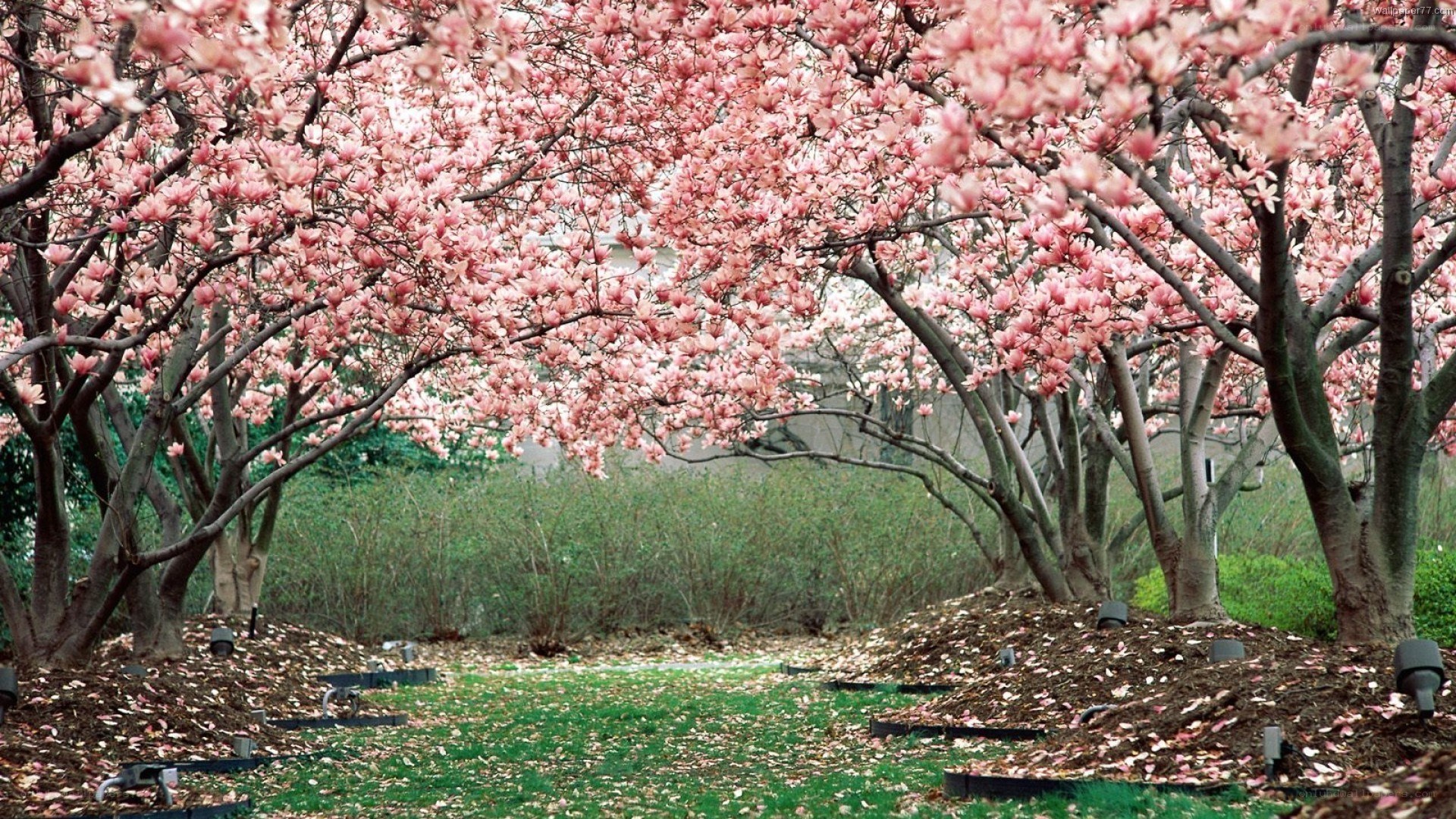 Cherry blossom trees in bloom