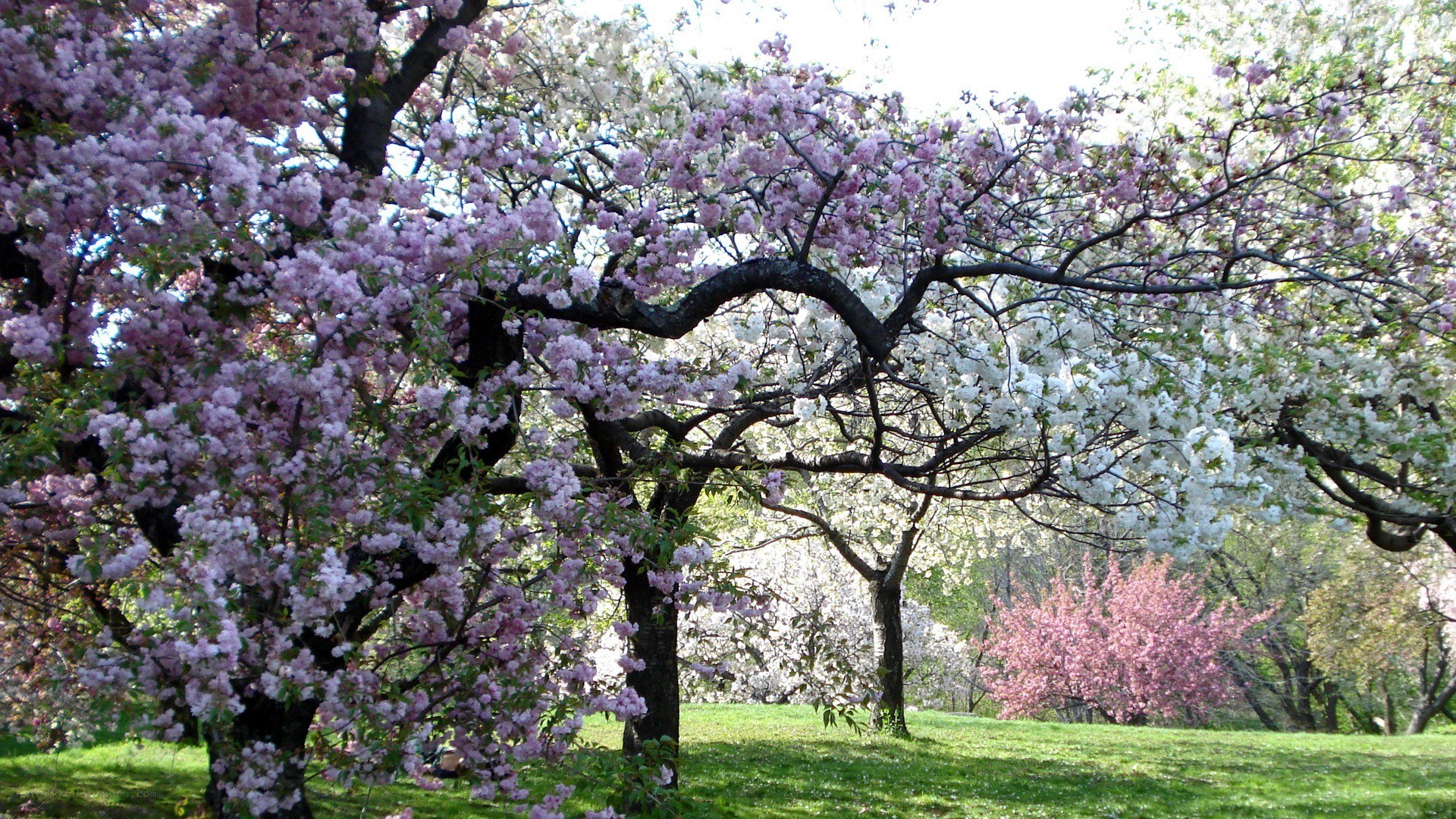 Cherry blossom trees in bloom