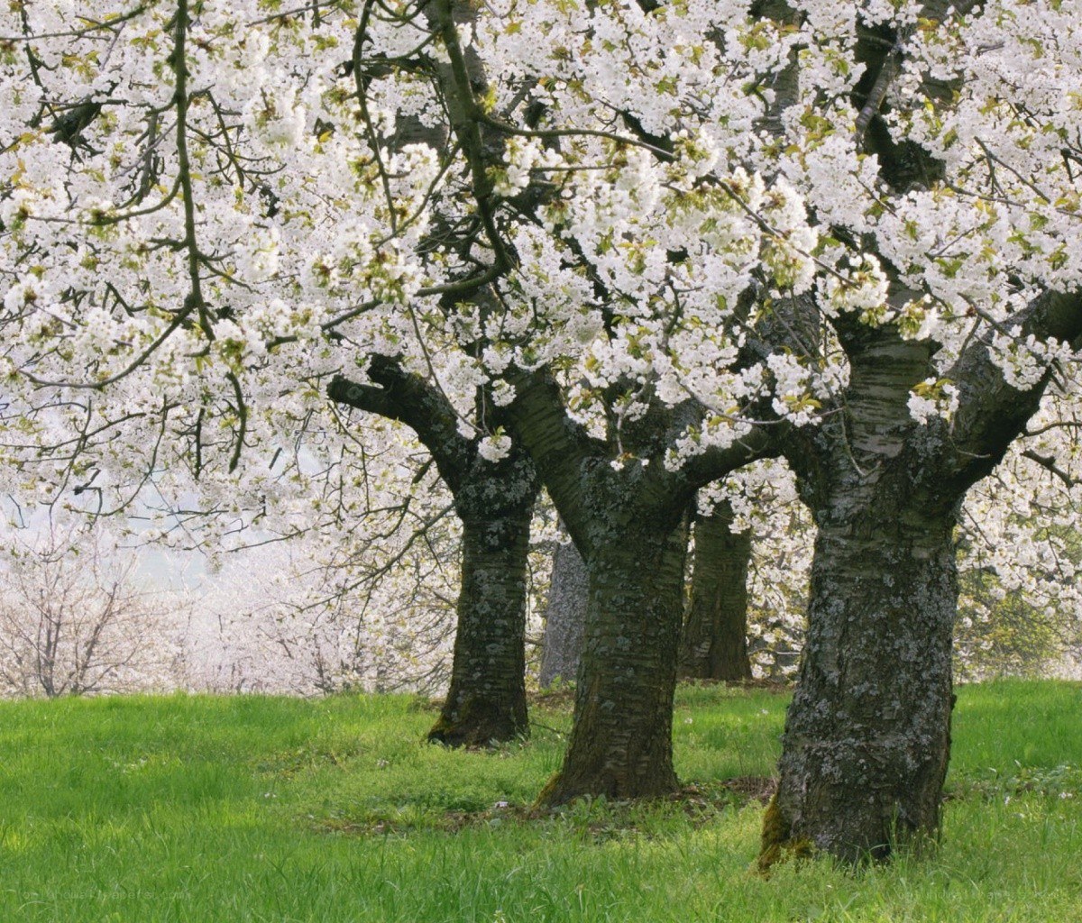 Cherry blossom trees in bloom