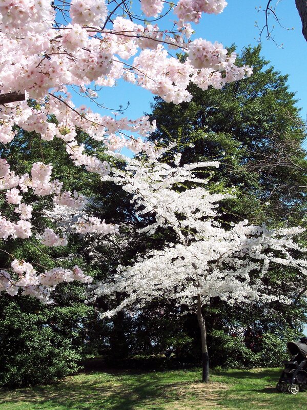 Cherry blossom trees in bloom
