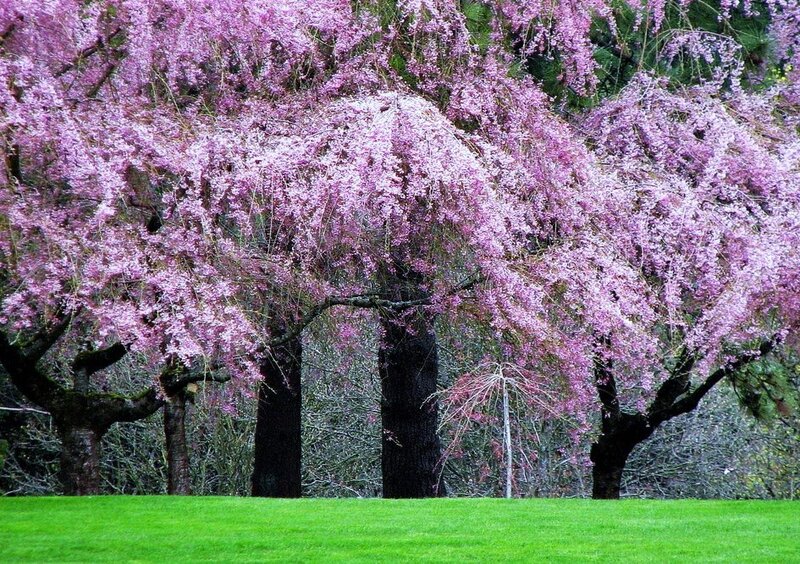 Cherry blossom trees in bloom