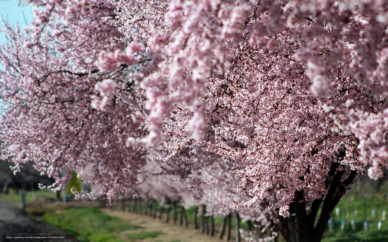 Cherry blossom trees in bloom