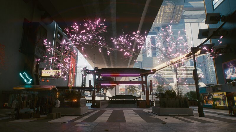 Cherry Blossom Trees in City