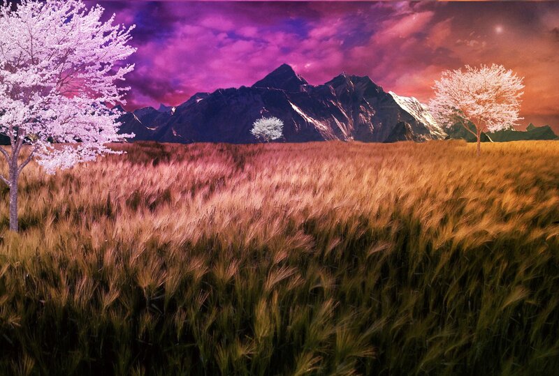 Cherry Blossom Trees in Field