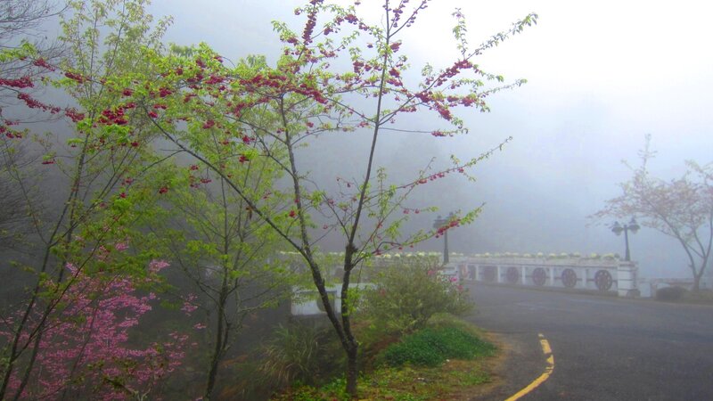 Cherry Blossom Trees in Fog — Green
