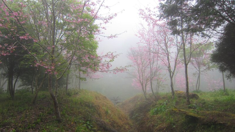 Cherry Blossom Trees in Fog