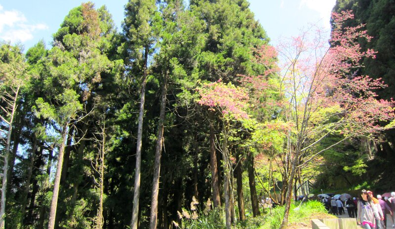 Cherry Blossom Trees in Forest