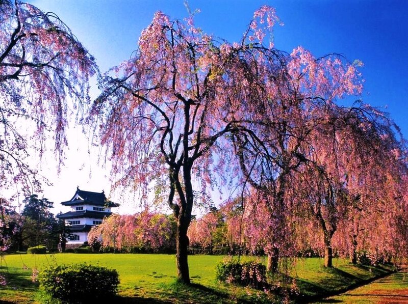 Cherry blossom trees in front of a castle