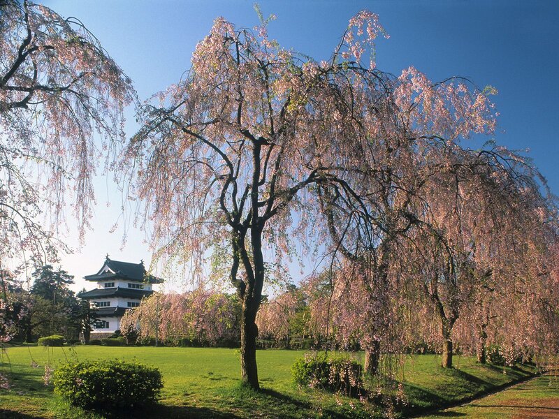 Cherry blossom trees in front of a castle