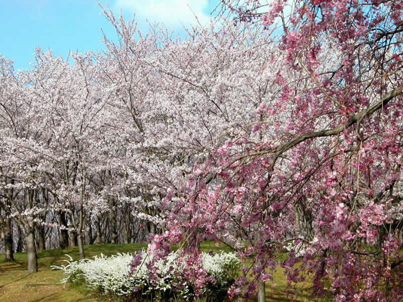 Cherry blossom trees in full bloom
