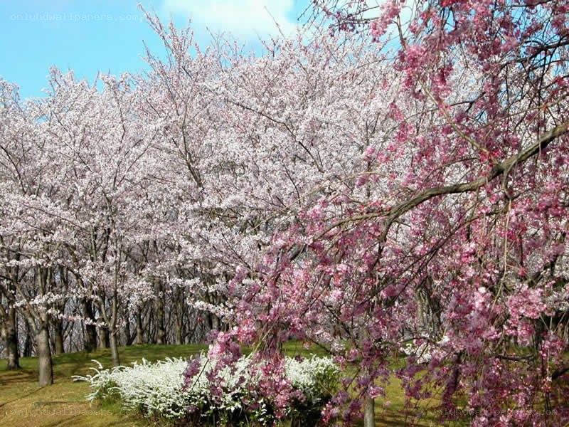 Cherry blossom trees in full bloom