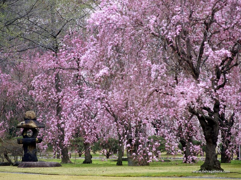 Cherry blossom trees in full bloom