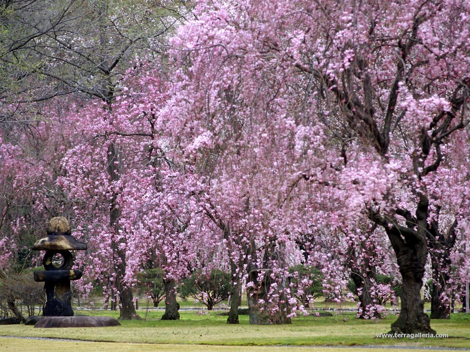 Cherry blossom trees in full bloom
